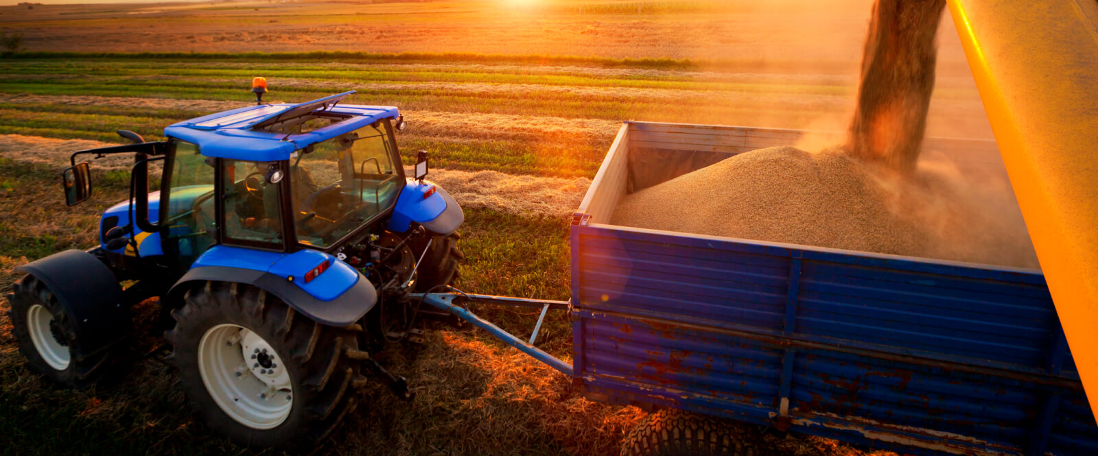 A blue tractor collecting grain